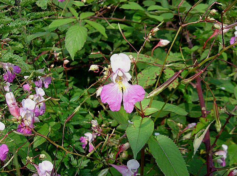 Impatiens balfourii / Balsamina di Balfour